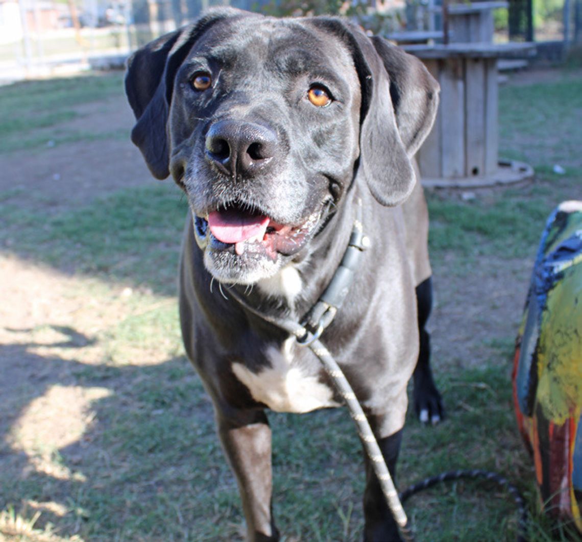 San Marcos Regional Animal Shelter