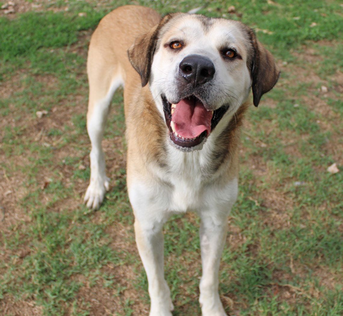 San Marcos Regional Animal Shelter