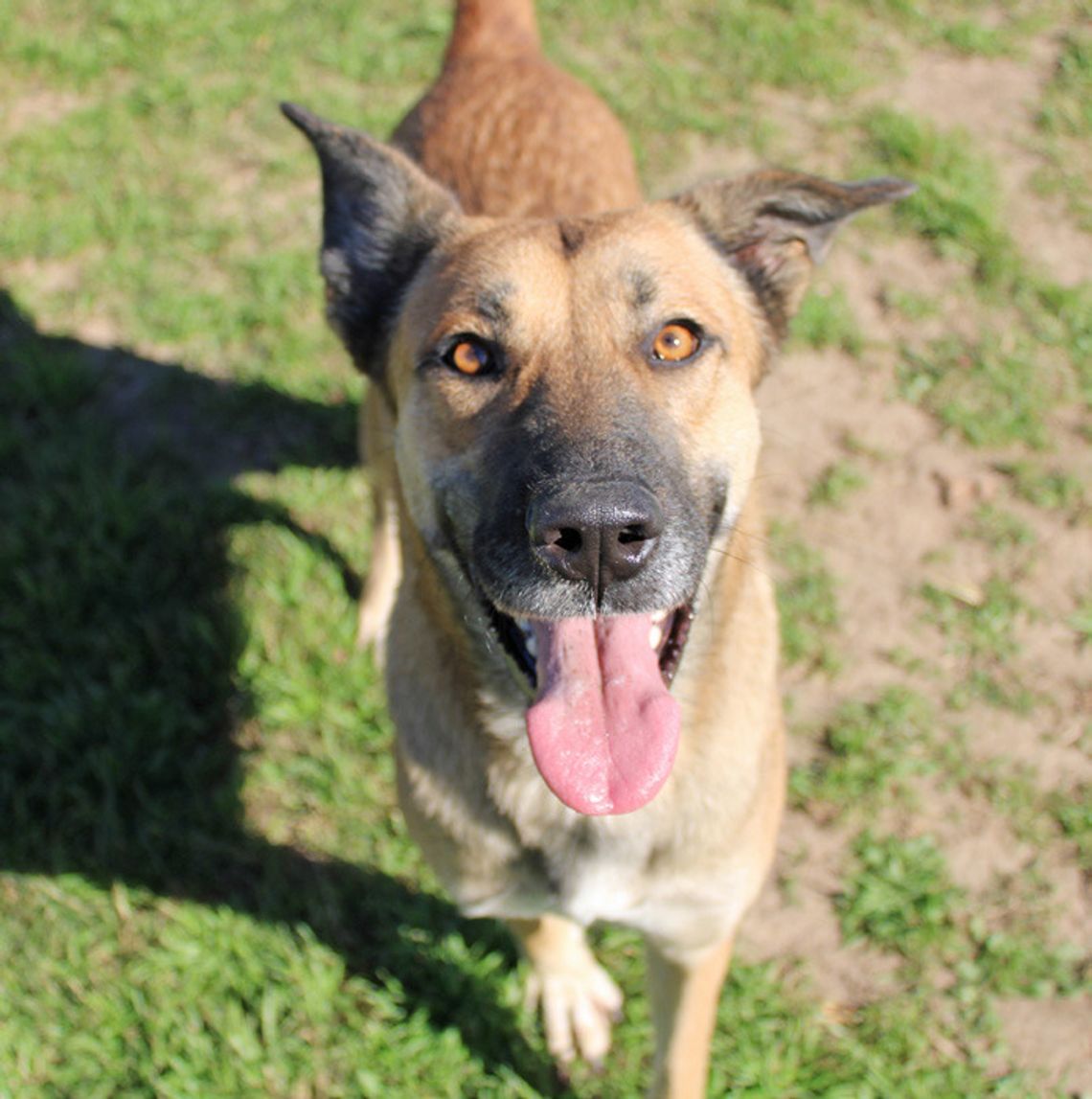 San Marcos Regional Animal Shelter