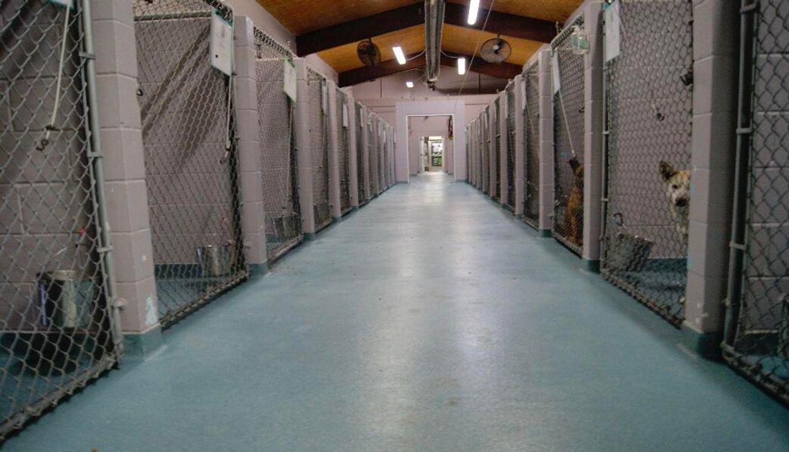 San Marcos Regional Animal Shelter faces overcrowding amid economic challenges