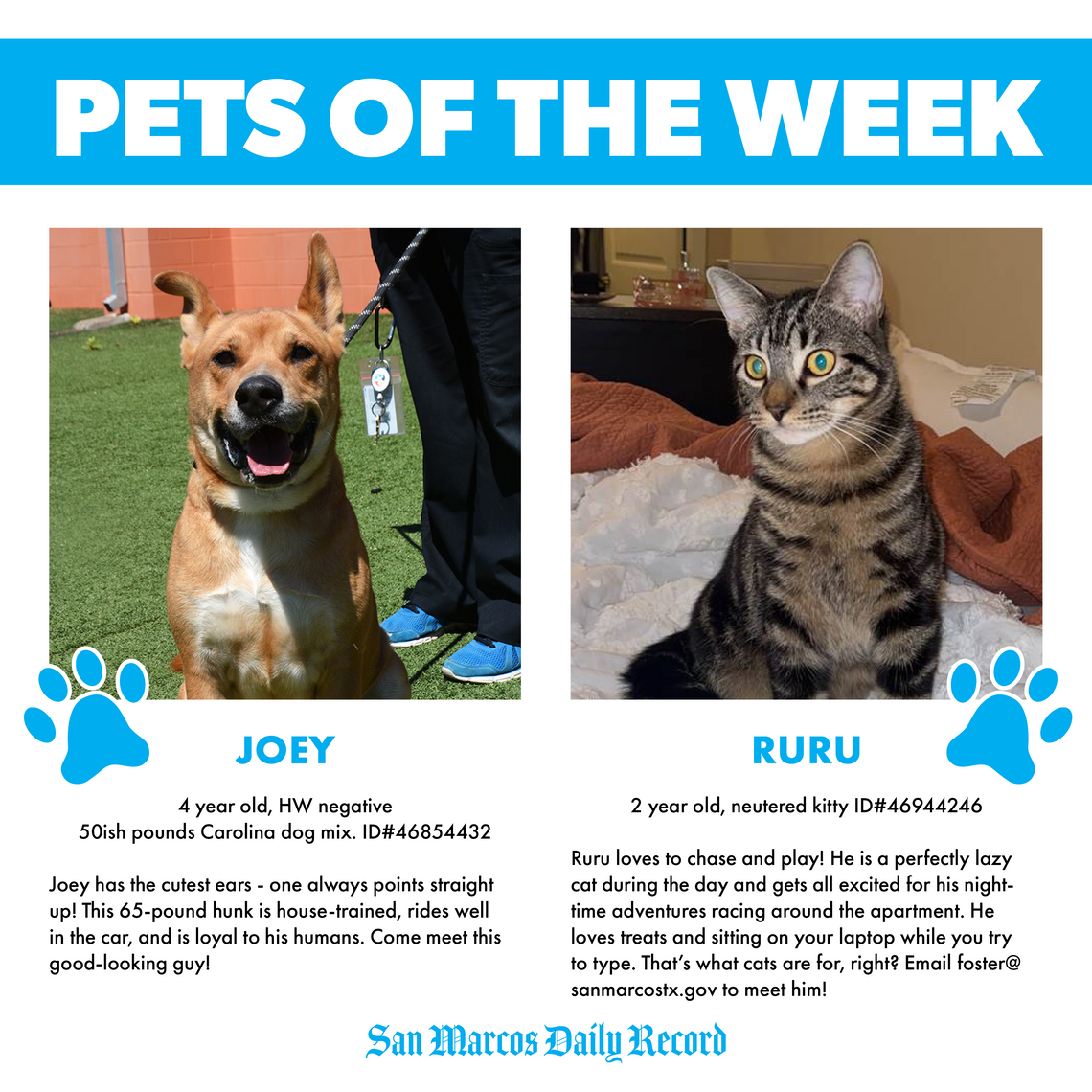San Marcos Regional Animal Shelter Pets of the Week San Marcos Regional Animal Shelter Pets of the Week