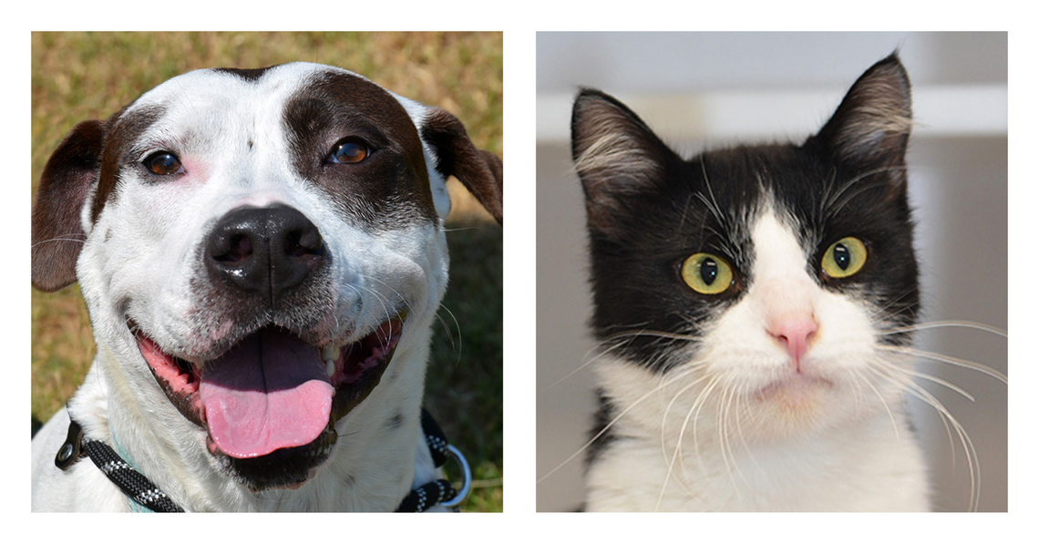 San Marcos Regional Animal Shelter Pets of the Week San Marcos Regional Animal Shelter Pets of the Week