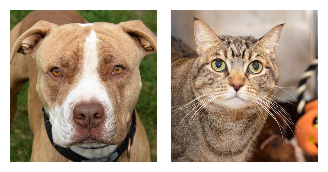 San Marcos Regional Animal Shelter Pets of the Week