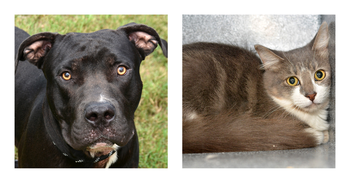 San Marcos Regional Animal Shelter Pets of the Week