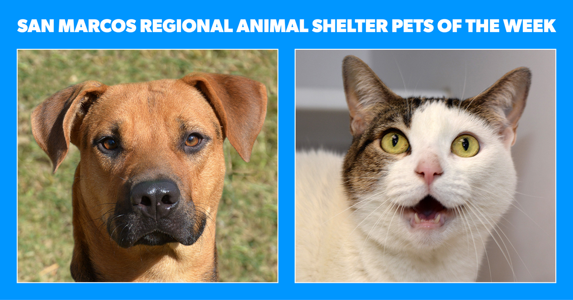 San Marcos Regional Animal Shelter Pets of the Week