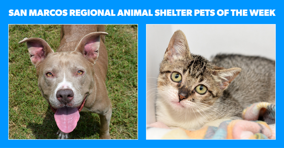 San Marcos Regional Animal Shelter Pets of the Week