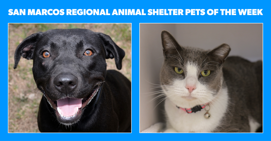 San Marcos Regional Animal Shelter Pets of the Week San Marcos Regional Animal Shelter Pets of the Week
