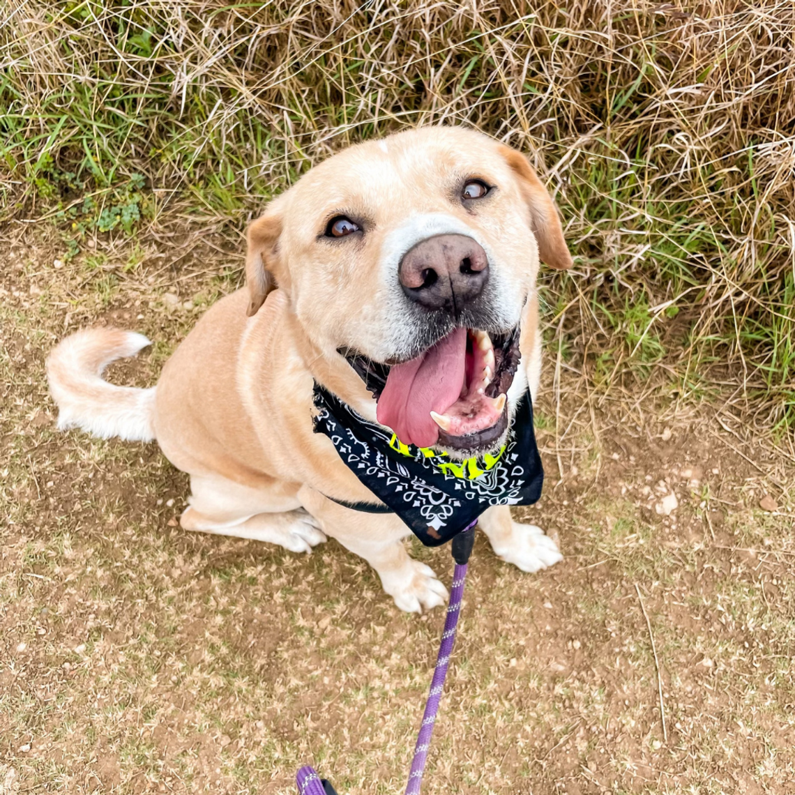 San Marcos Regional Animal Shelter Pets of the Week