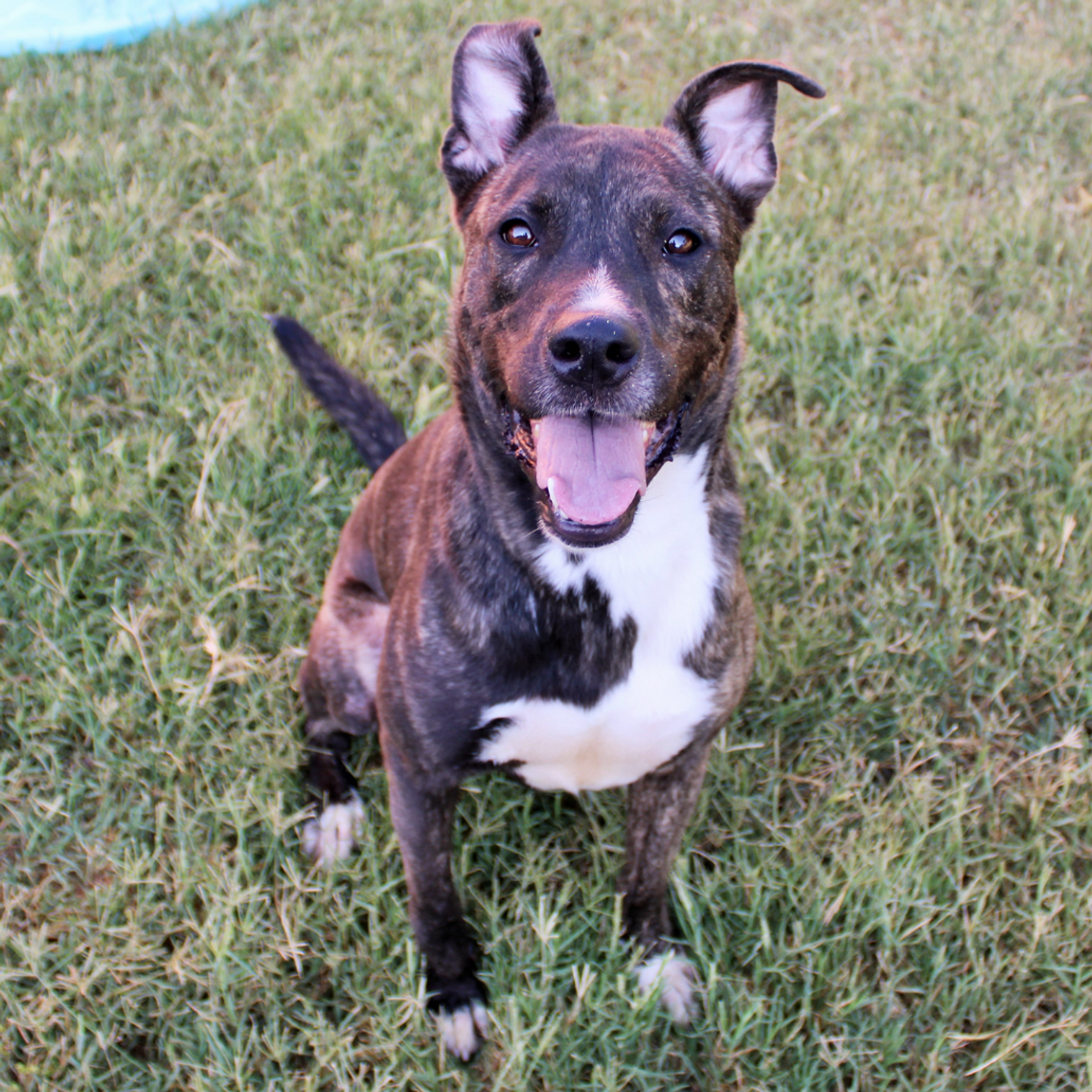 San Marcos Regional Animal Shelter Pets of the Week