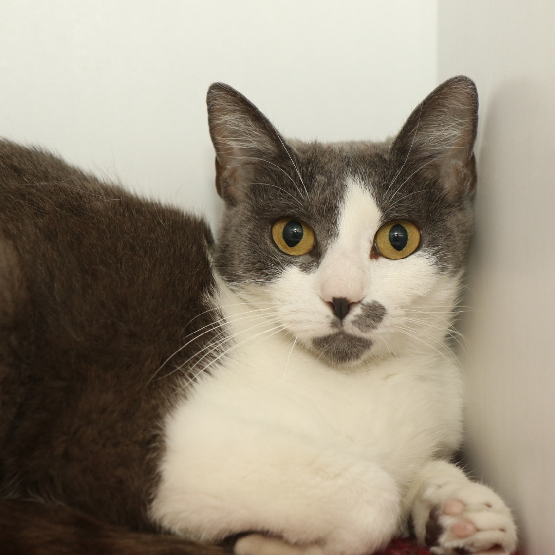 San Marcos Regional Animal Shelter Pets of the Week San Marcos Regional Animal Shelter Pets of the Week