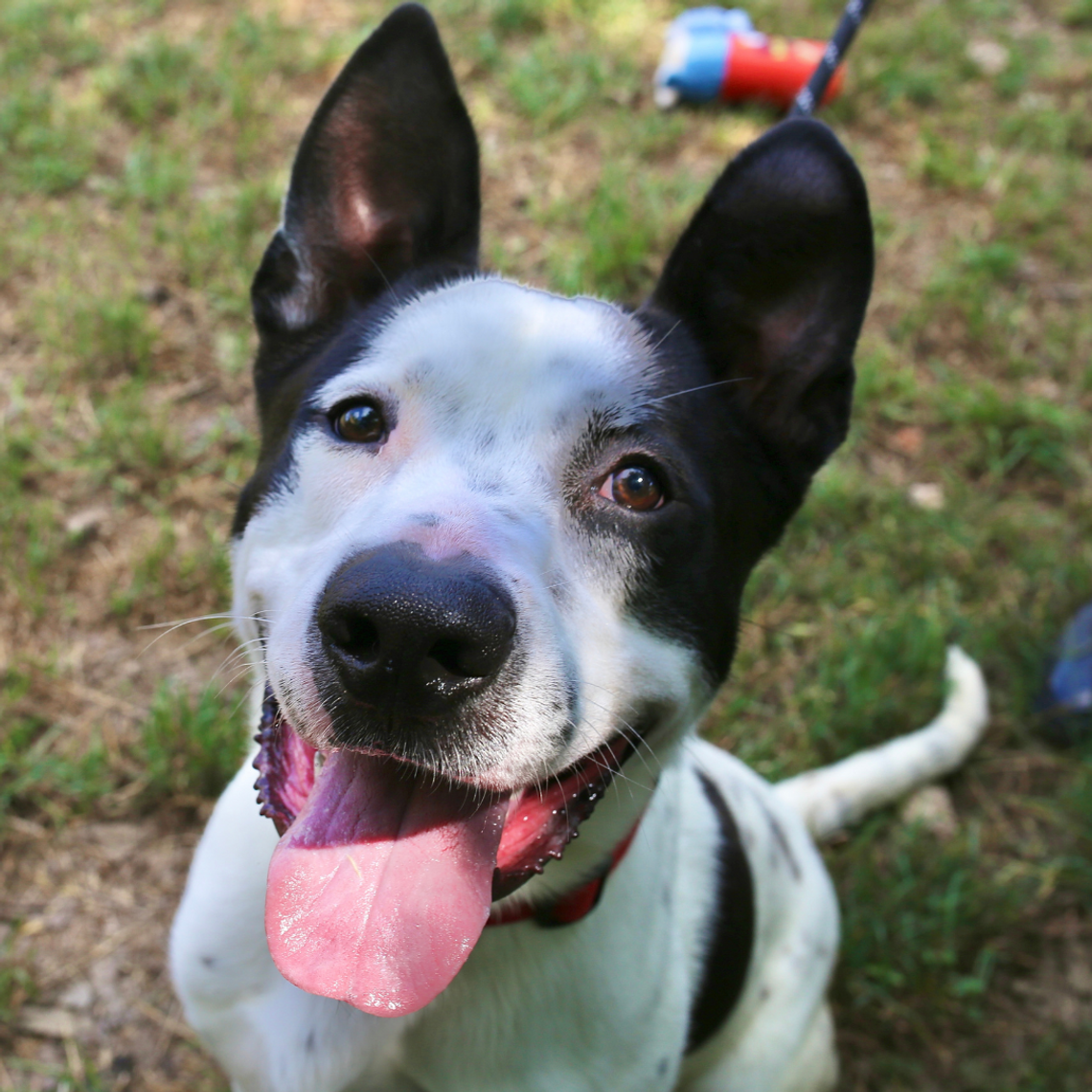 San Marcos Regional Animal Shelter Pets of the Week