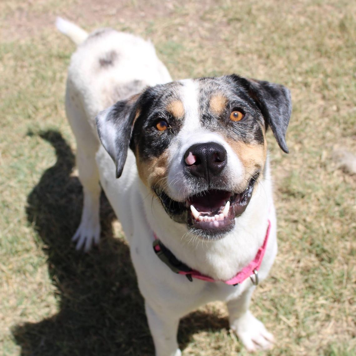 San Marcos Regional Animal Shelter Pets of the Week