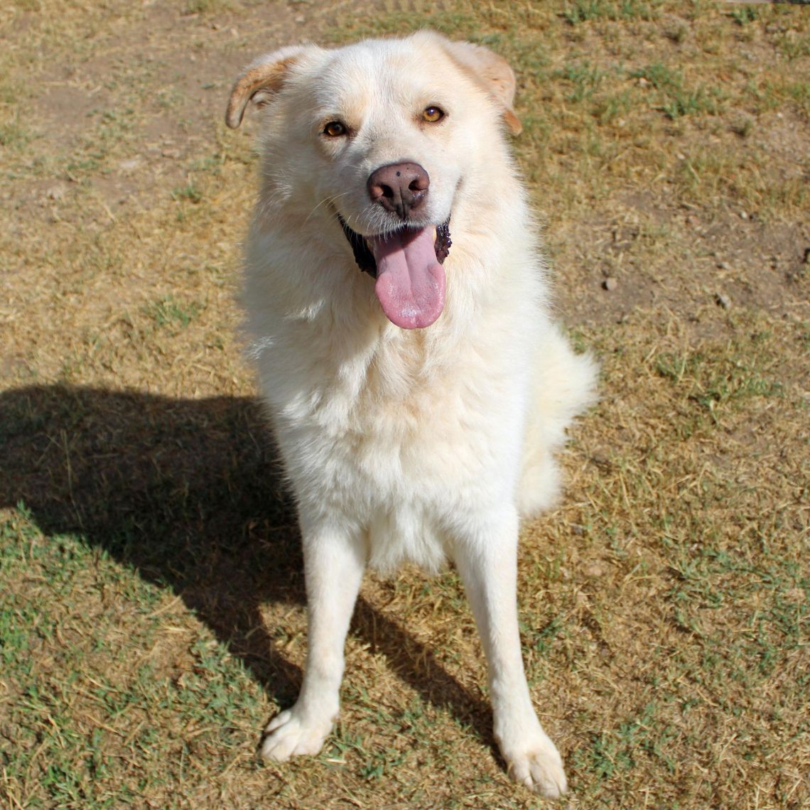 San Marcos Regional Animal Shelter Pets of the Week San Marcos Regional Animal Shelter Pets of the Week