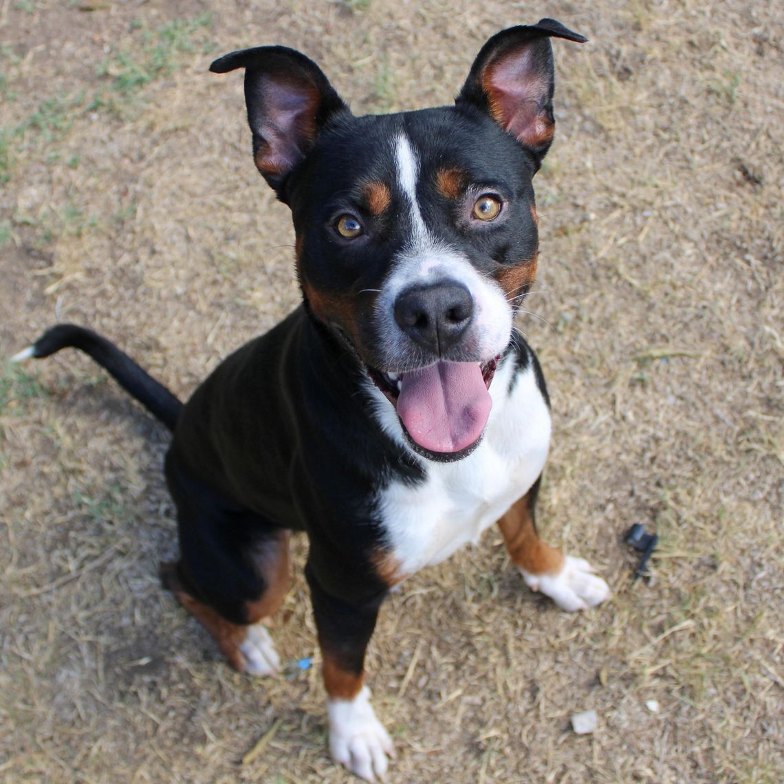 San Marcos Regional Animal Shelter Pets of the Week San Marcos Regional Animal Shelter Pets of the Week