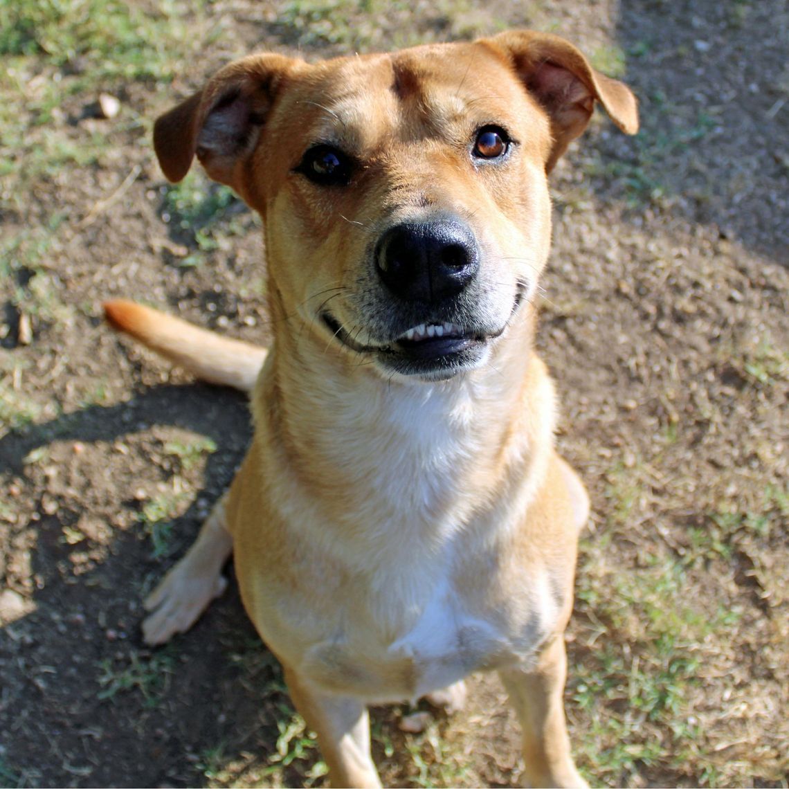 San Marcos Regional Animal Shelter Pets of the Week