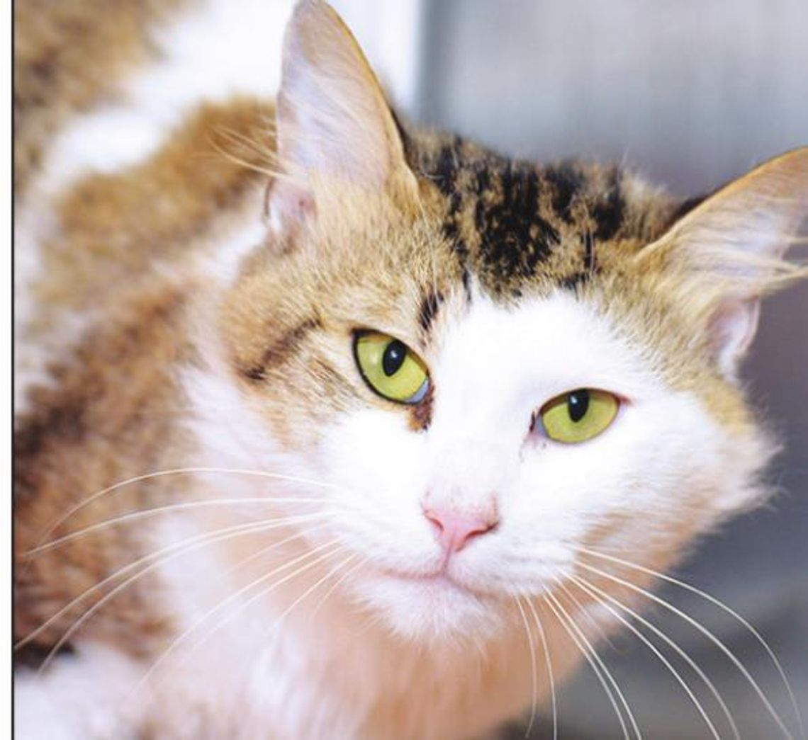 San Marcos Regional Animal Shelter Pets of the Week San Marcos Regional Animal Shelter Pets of the Week