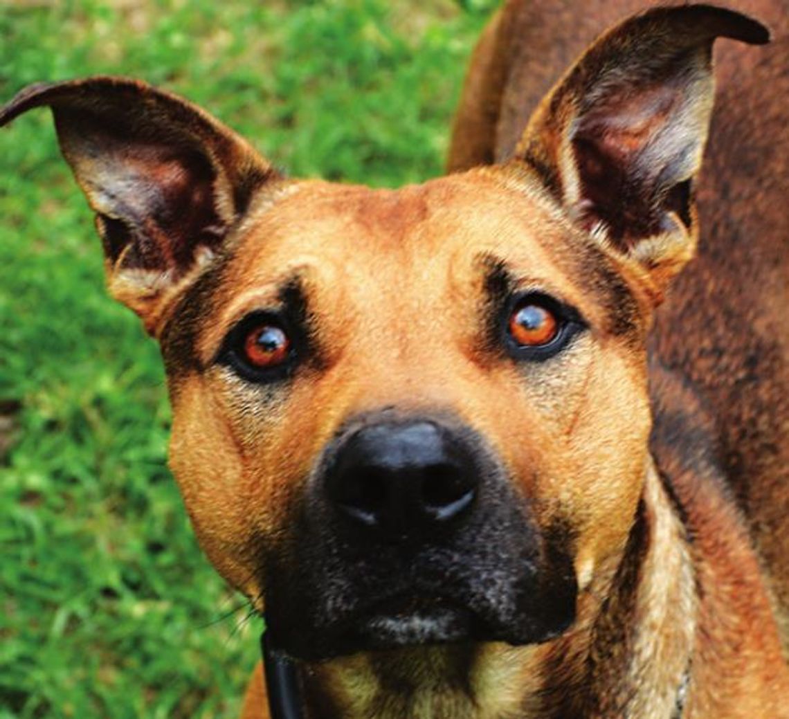 San Marcos Regional Animal Shelter Pets of the Week San Marcos Regional Animal Shelter Pets of the Week