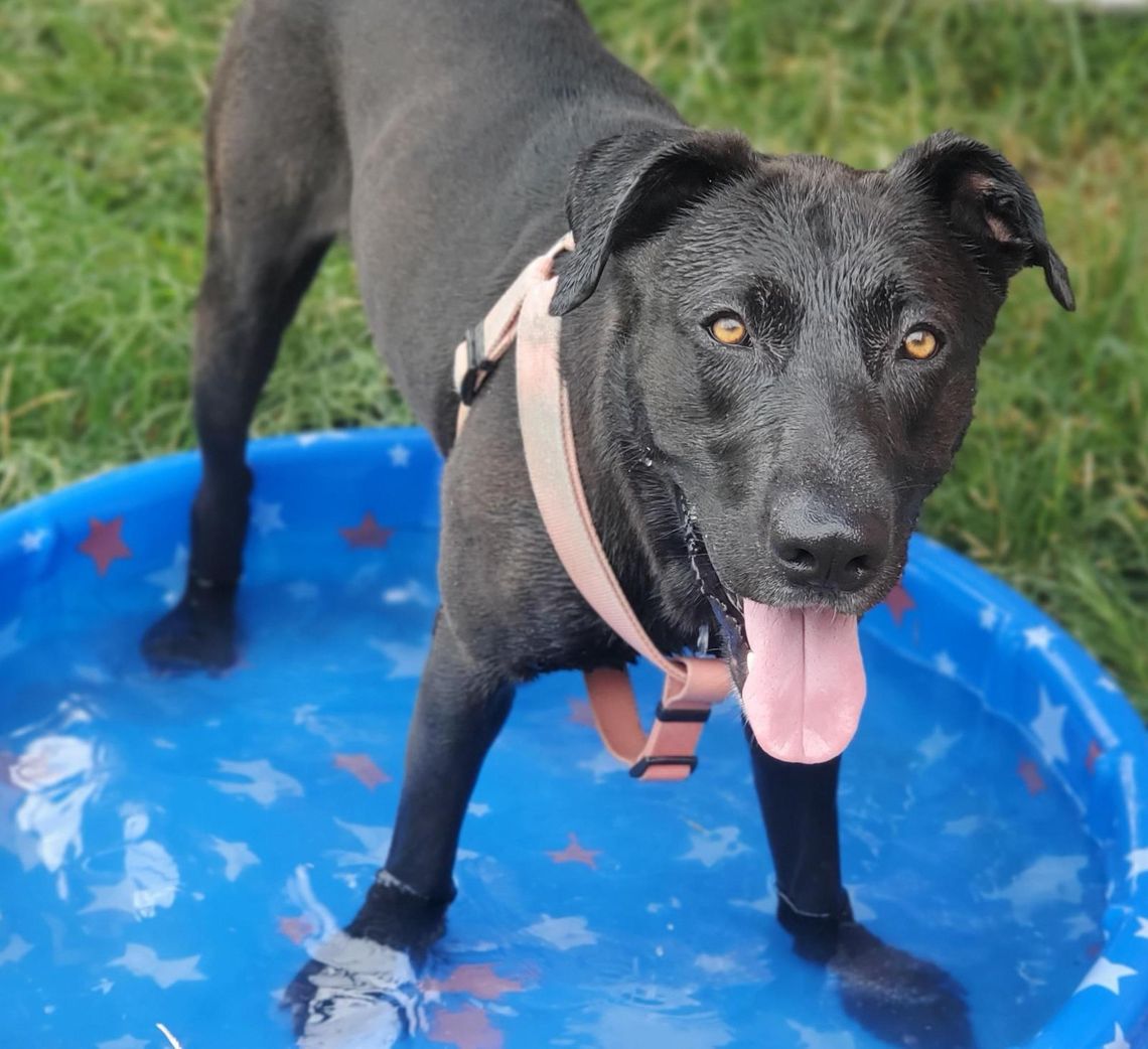 San Marcos Regional Animal Shelter receives $20K grant from ASPCA San Marcos Regional Animal Shelter receives $20K grant from ASPCA