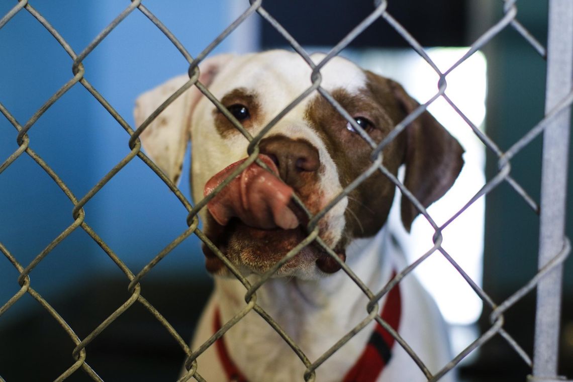 San Marcos Regional Animal Shelter seeks community help as it surpasses capacity San Marcos Regional Animal Shelter seeks community help as it surpasses capacity