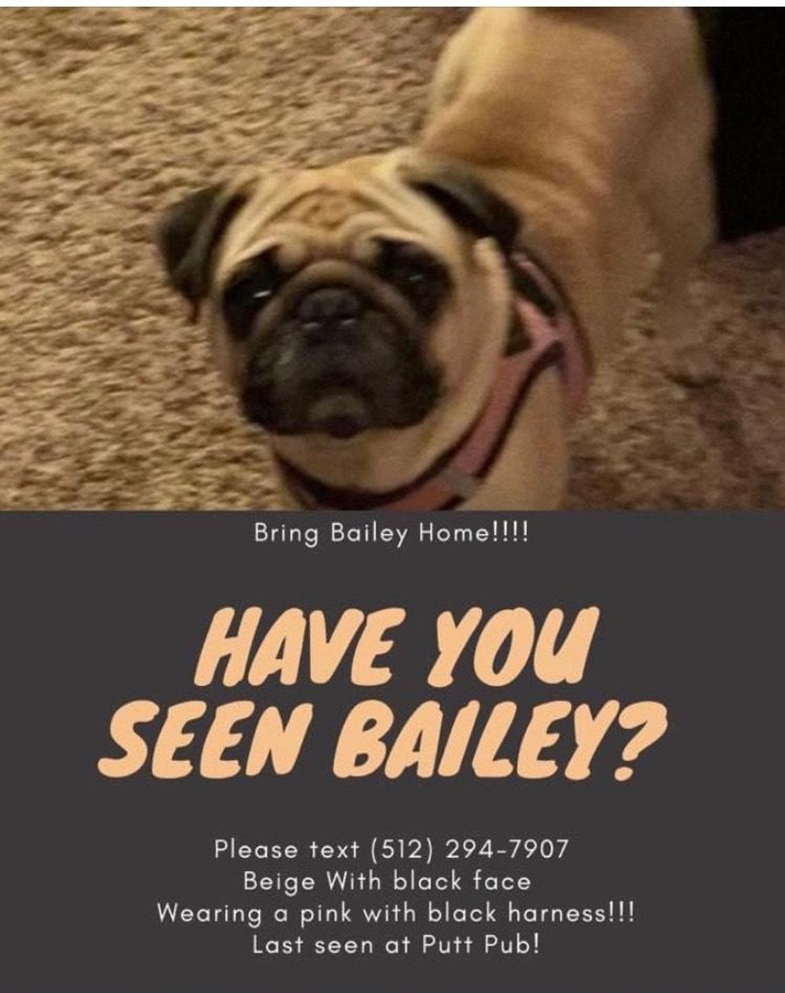 Search on for missing dog last seen at local business Search on for missing dog last seen at local business