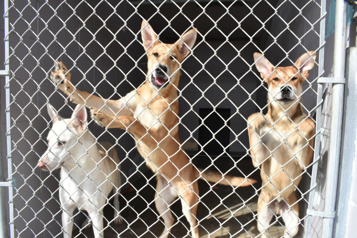 Shelter Summer Support, Animal Shelter seeks adopters and community support