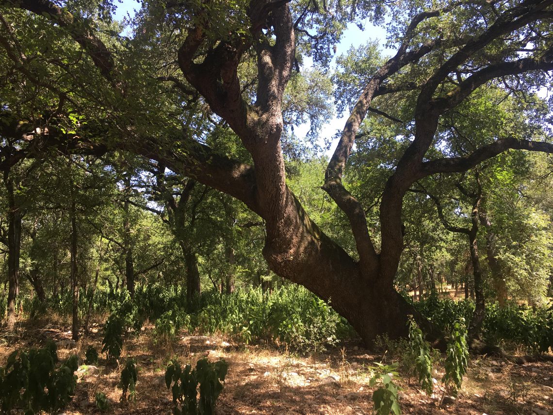 Sink Creek Project awarded U.S. Forest Service Grant