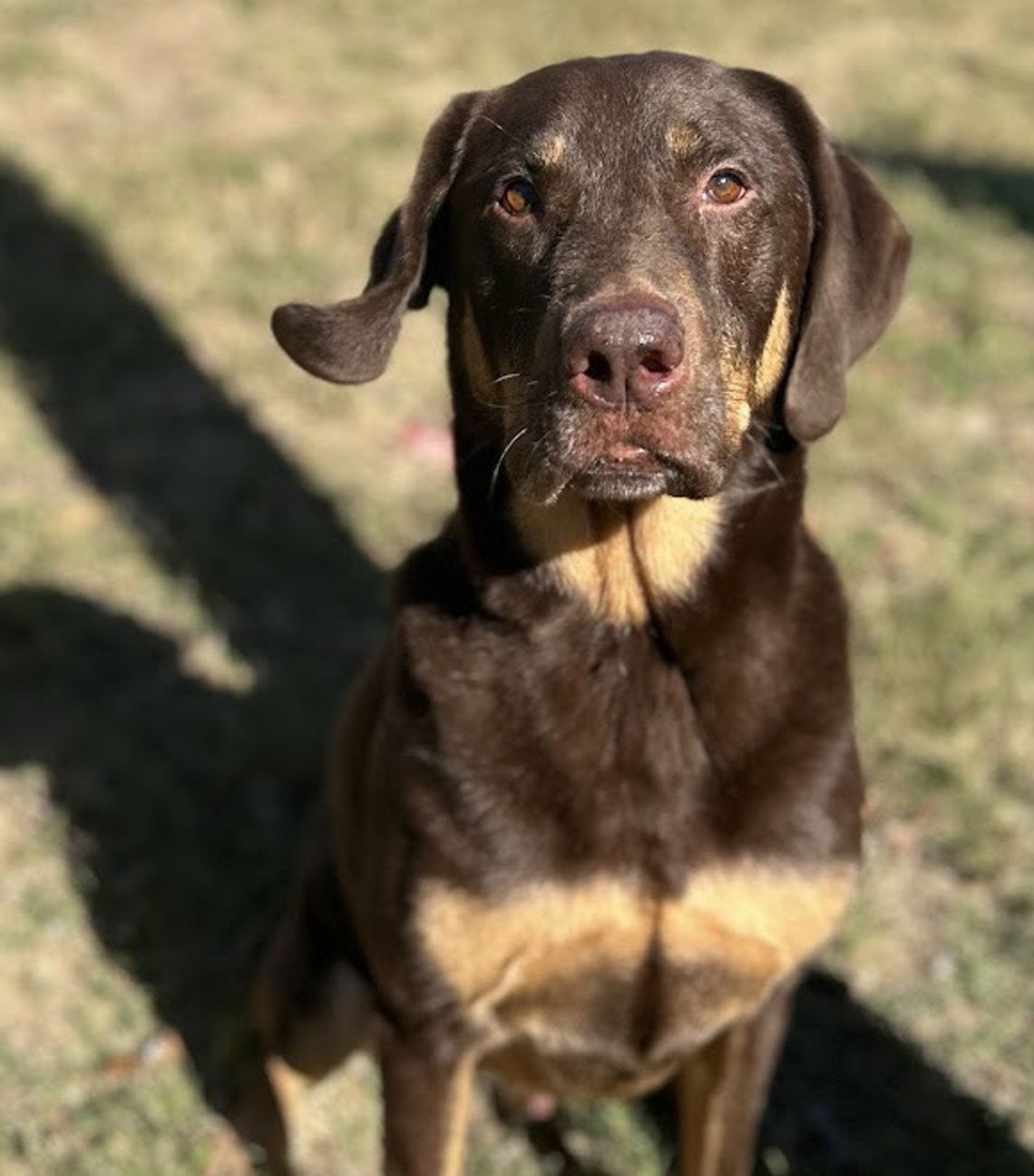 SM animal shelter at critical capacity