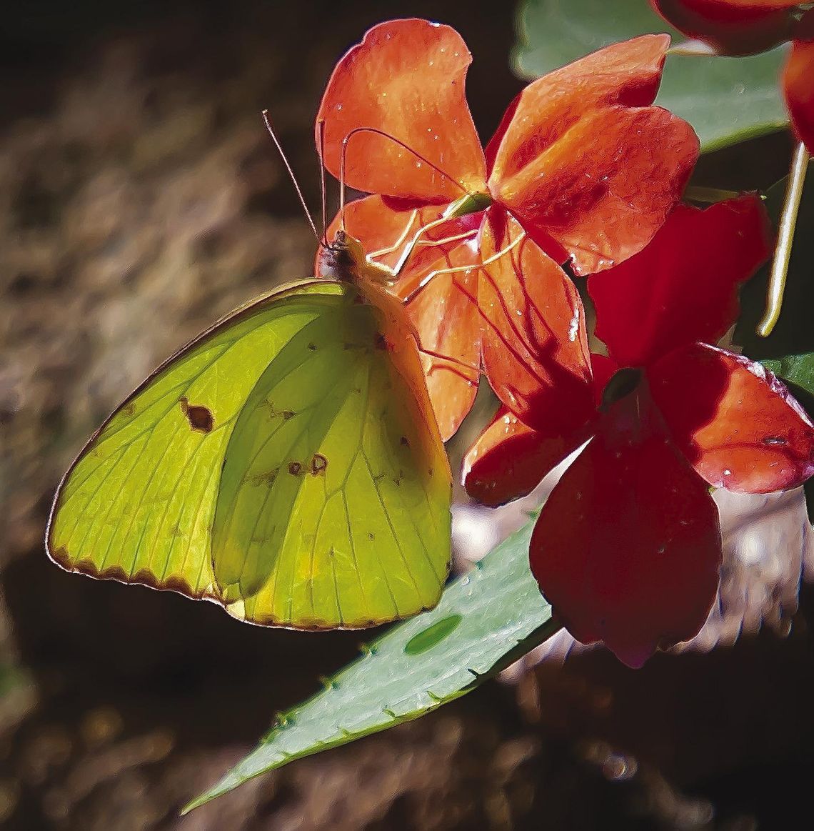 Soprano Impatiens: It could not get any easier