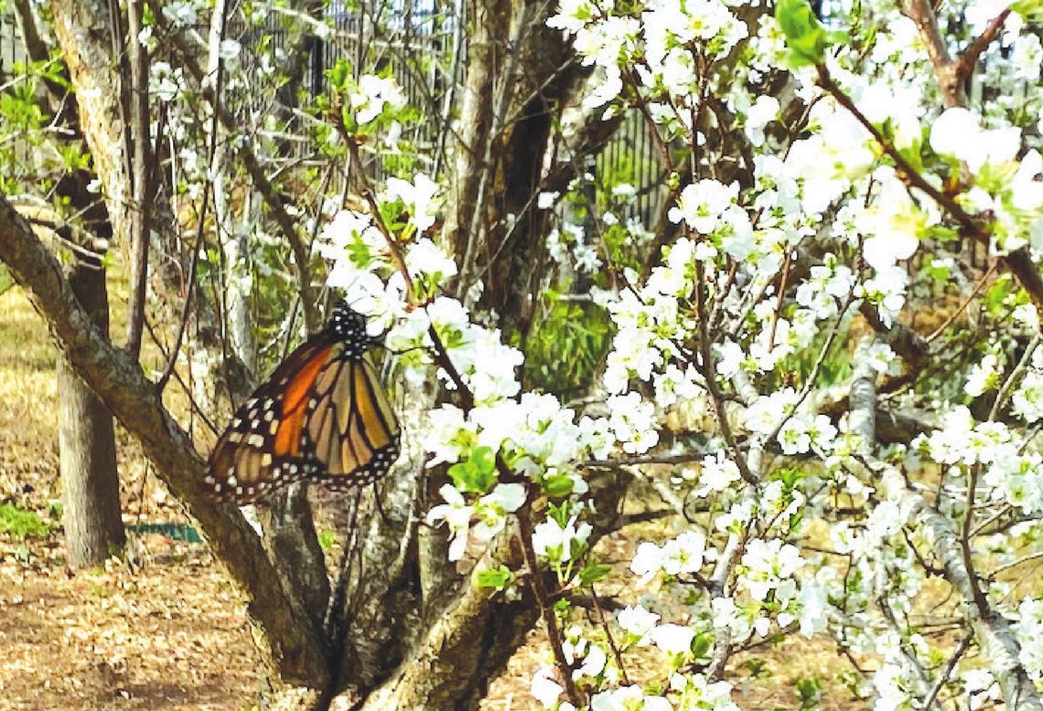 Spring Days Return