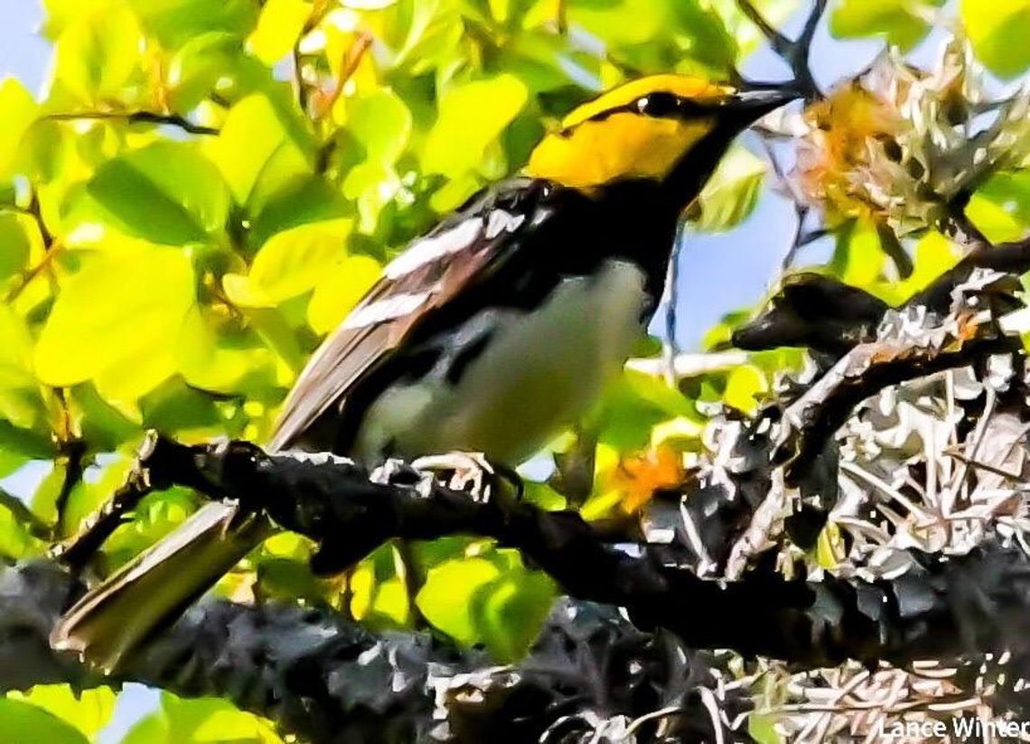 SPRING IN FULL BLOOM SPRING IN FULL BLOOM