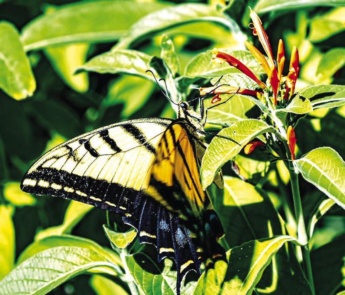 Spring Lake Garden Club gives tips for sustainable yards and healthy landscapes