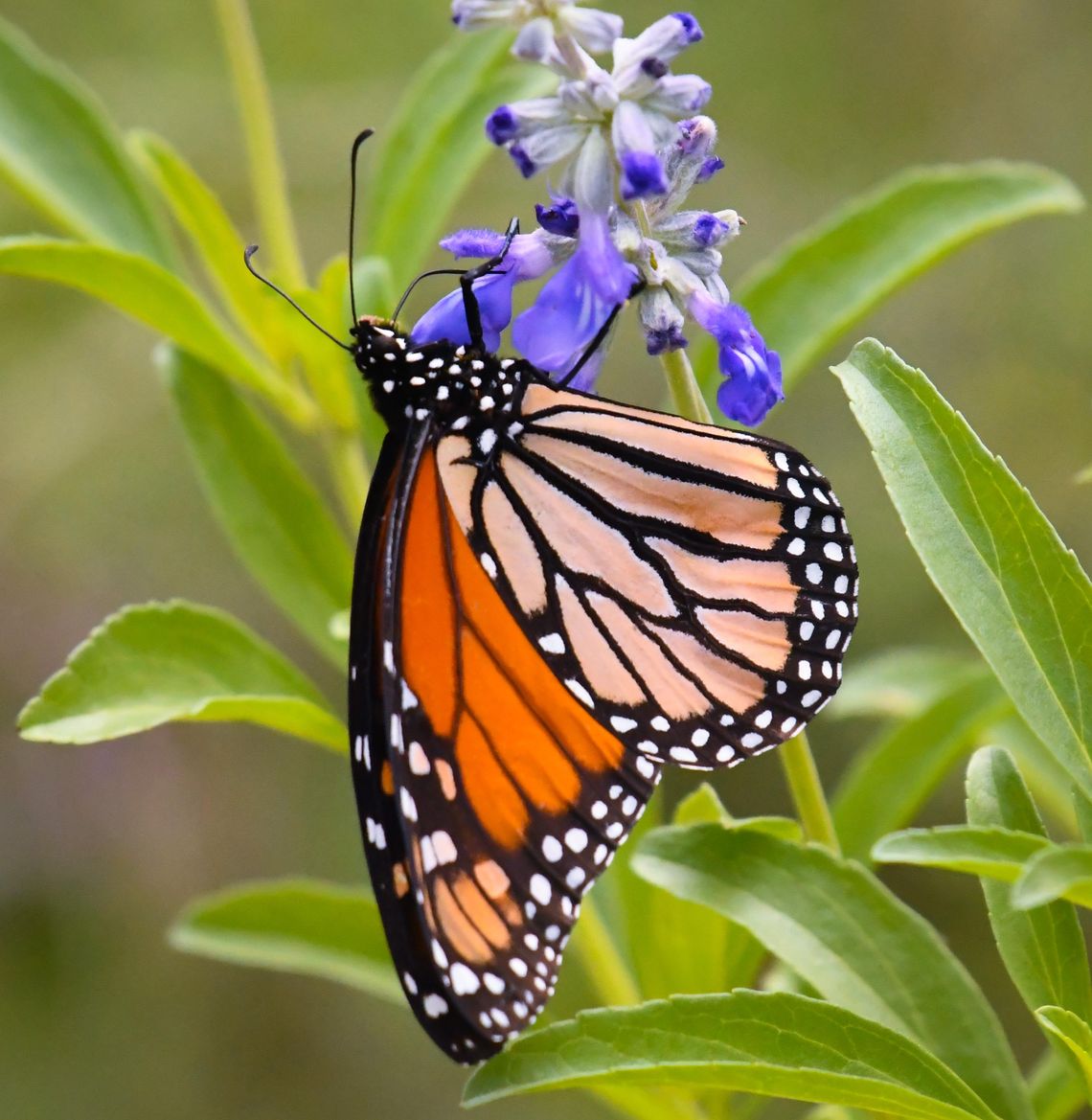 Spring Lake Garden Club meets, discusses best practices for sharing Wildflower seeds