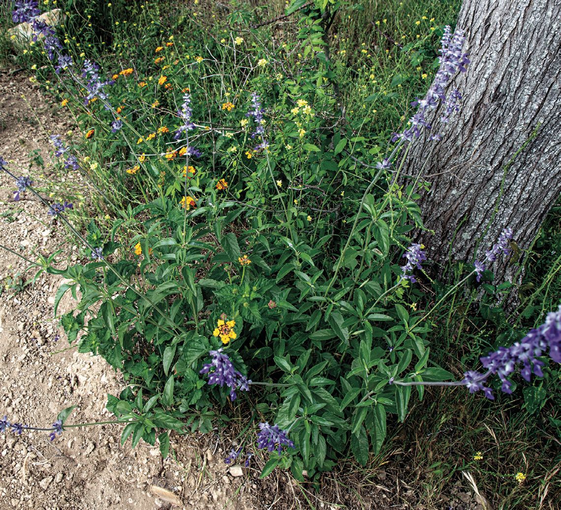St. Mark’s Episcopal Church, SMGA finish trail