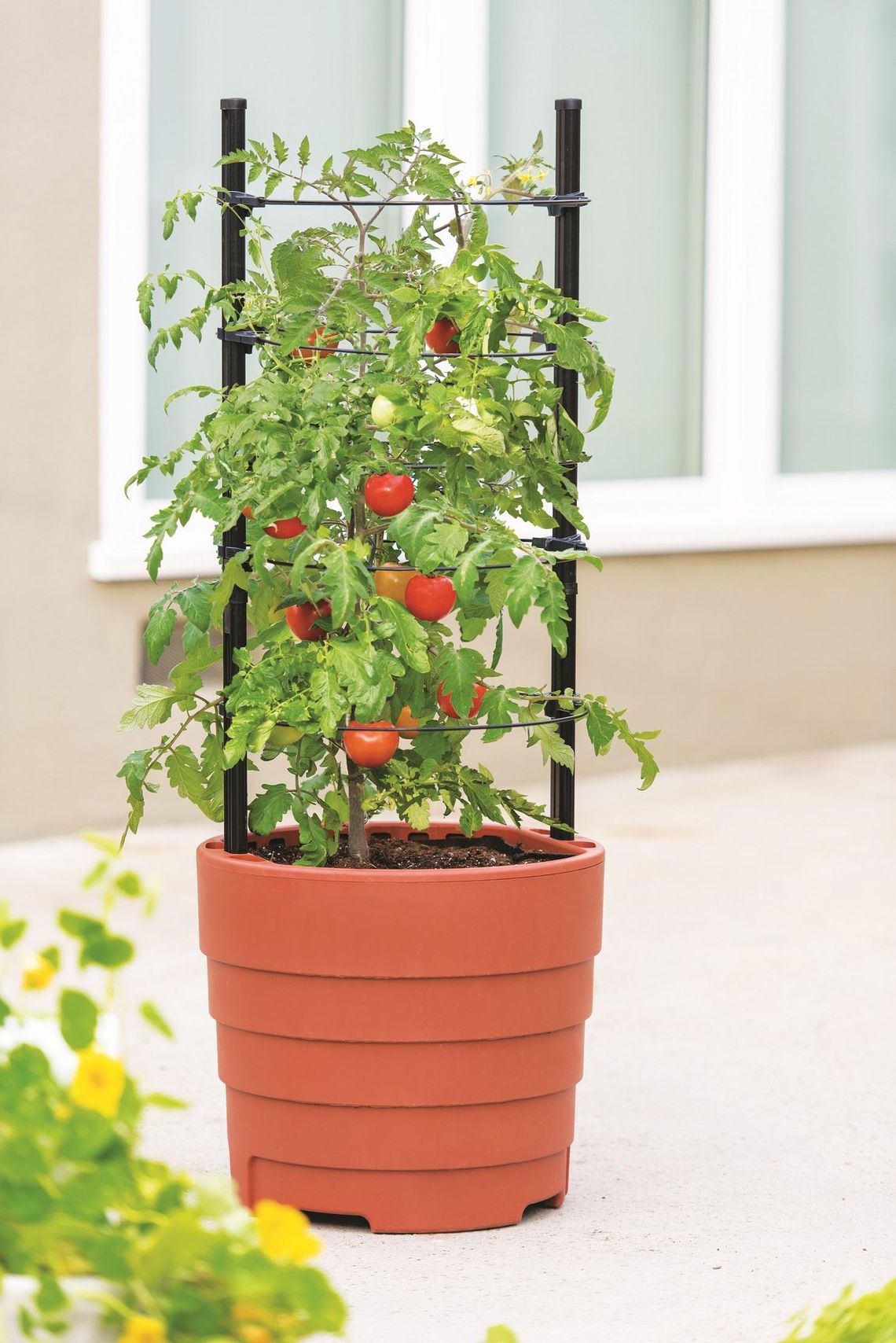 Strategies for a larger tomato harvest