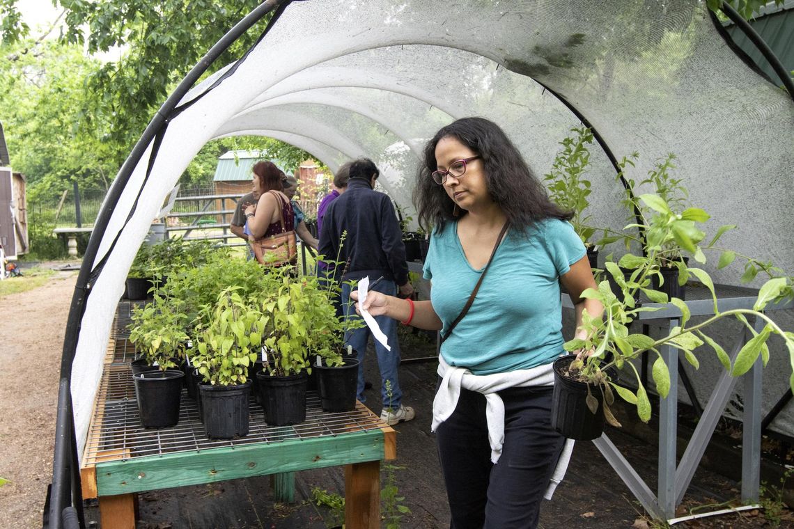 Sustainability Fair and native plant sale at the Discovery Center