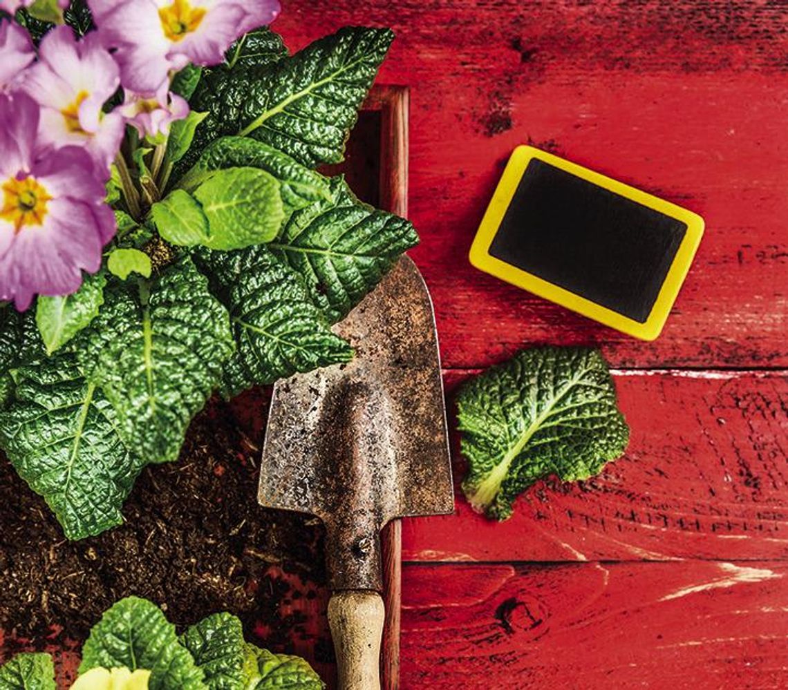 Technology to make gardening more fun