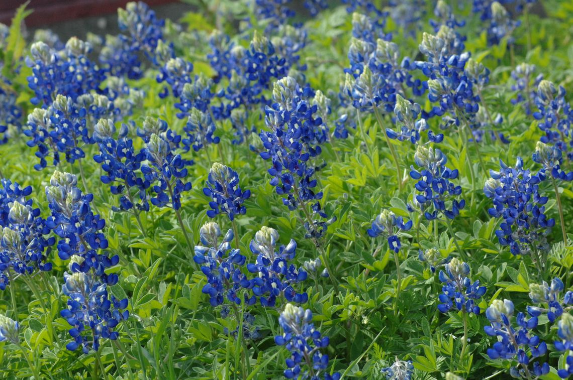 Texas parks go ‘technicolor’ with wildflowers