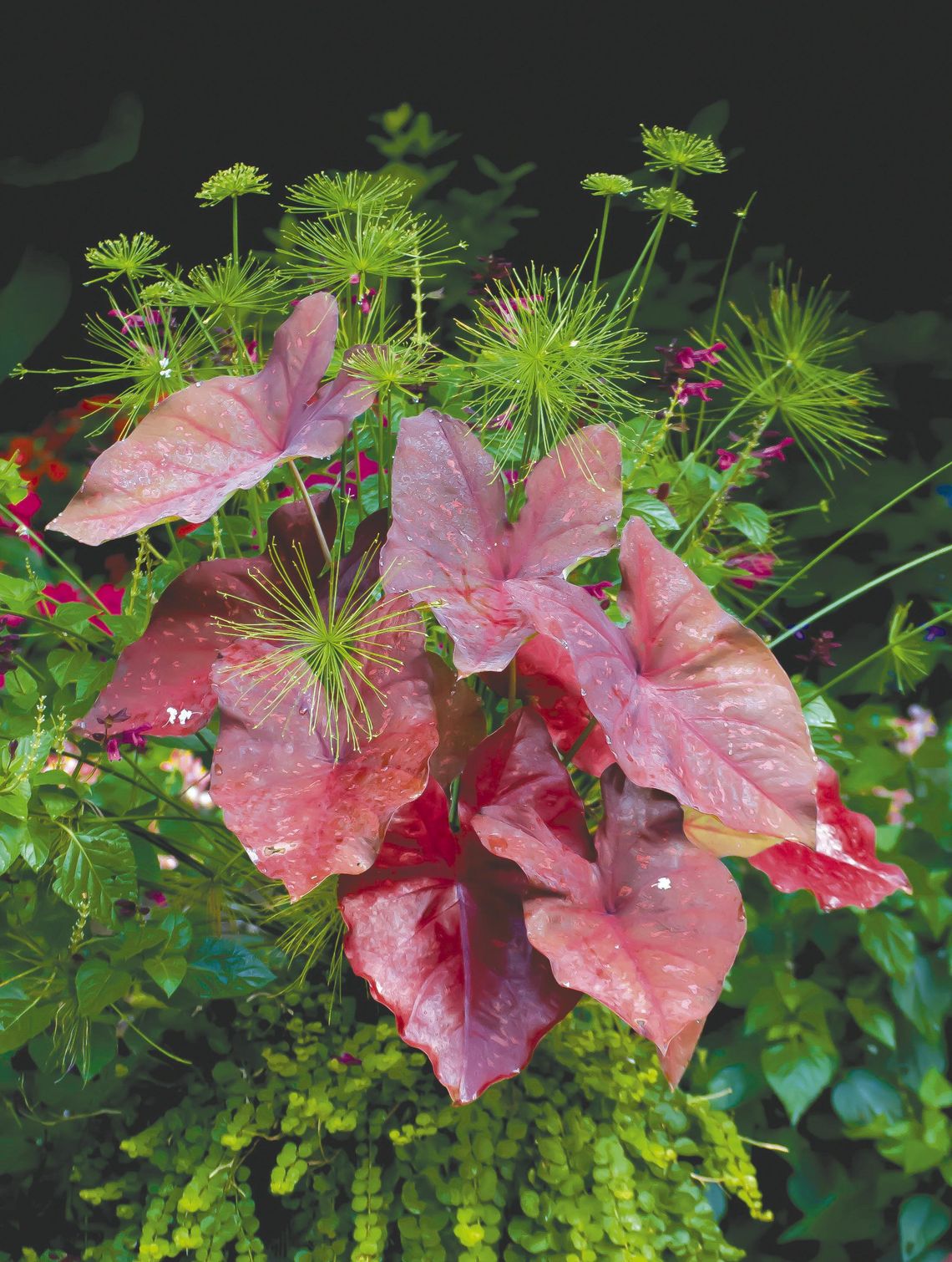 This Caladium creates a burning heart for your garden