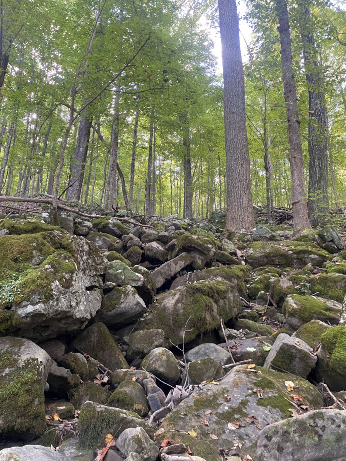 Trail Notes: What trail type are you?