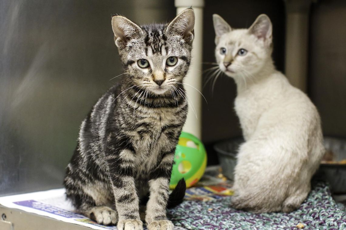 Virus shuts down shelter cat center