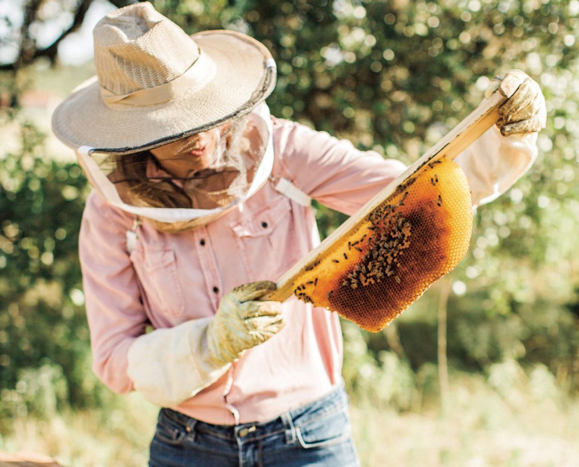 Vista Brewing to host Hays Honey Festival