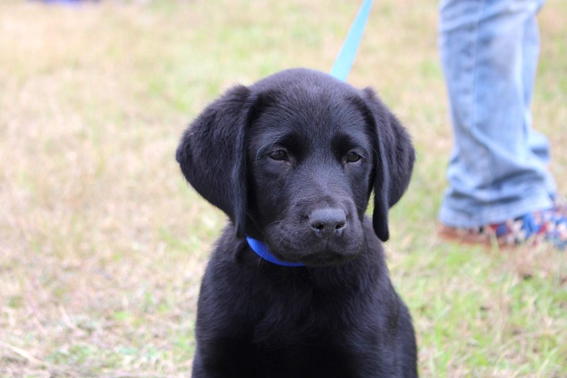 WHS students training pups for life of service