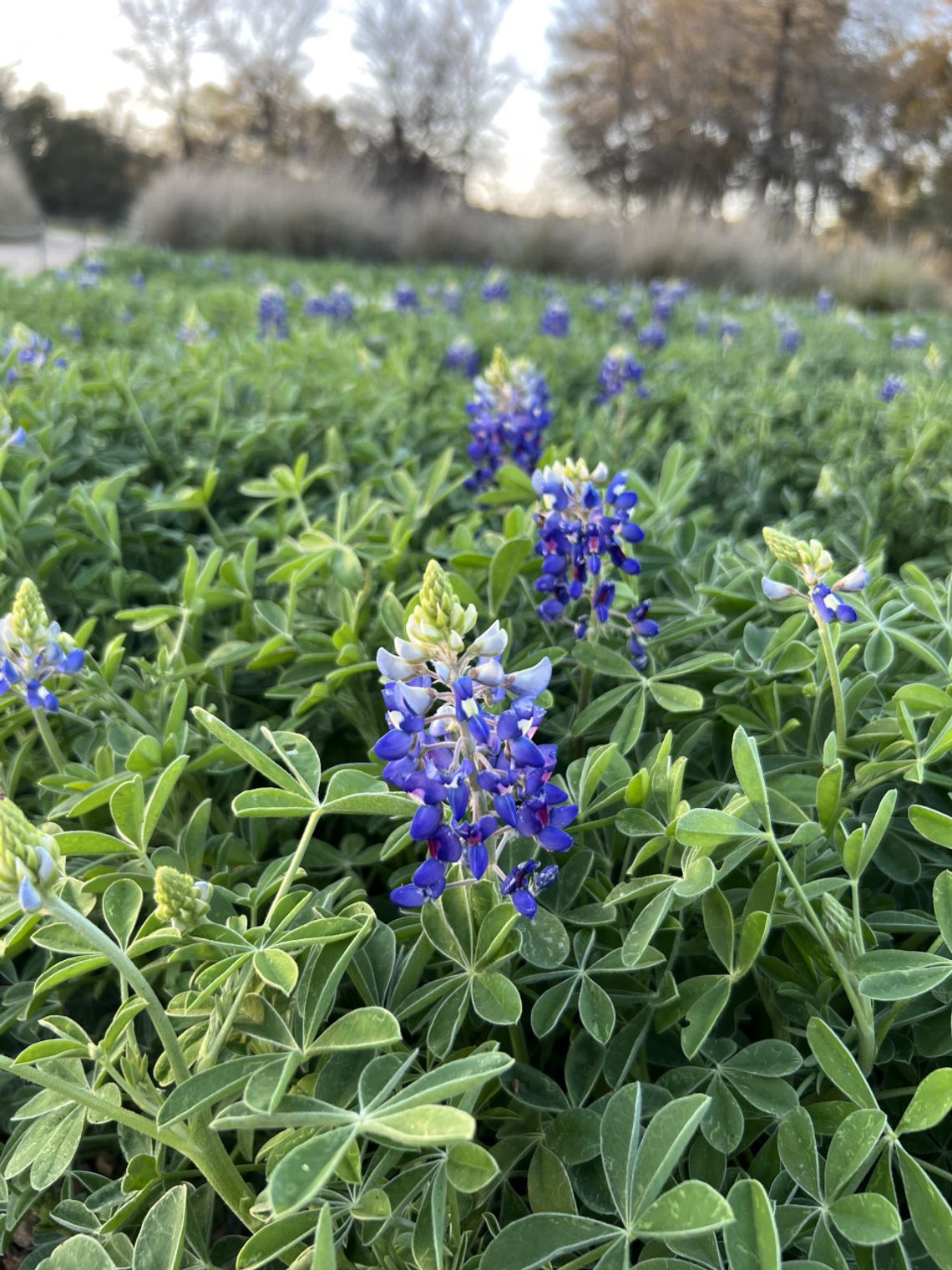 Wildflower Center predicts mixed season