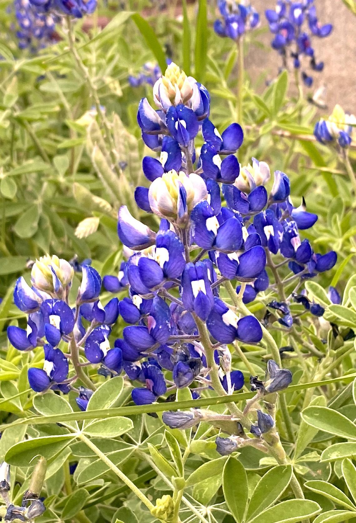 Wildflowers of Texas herald change in the season