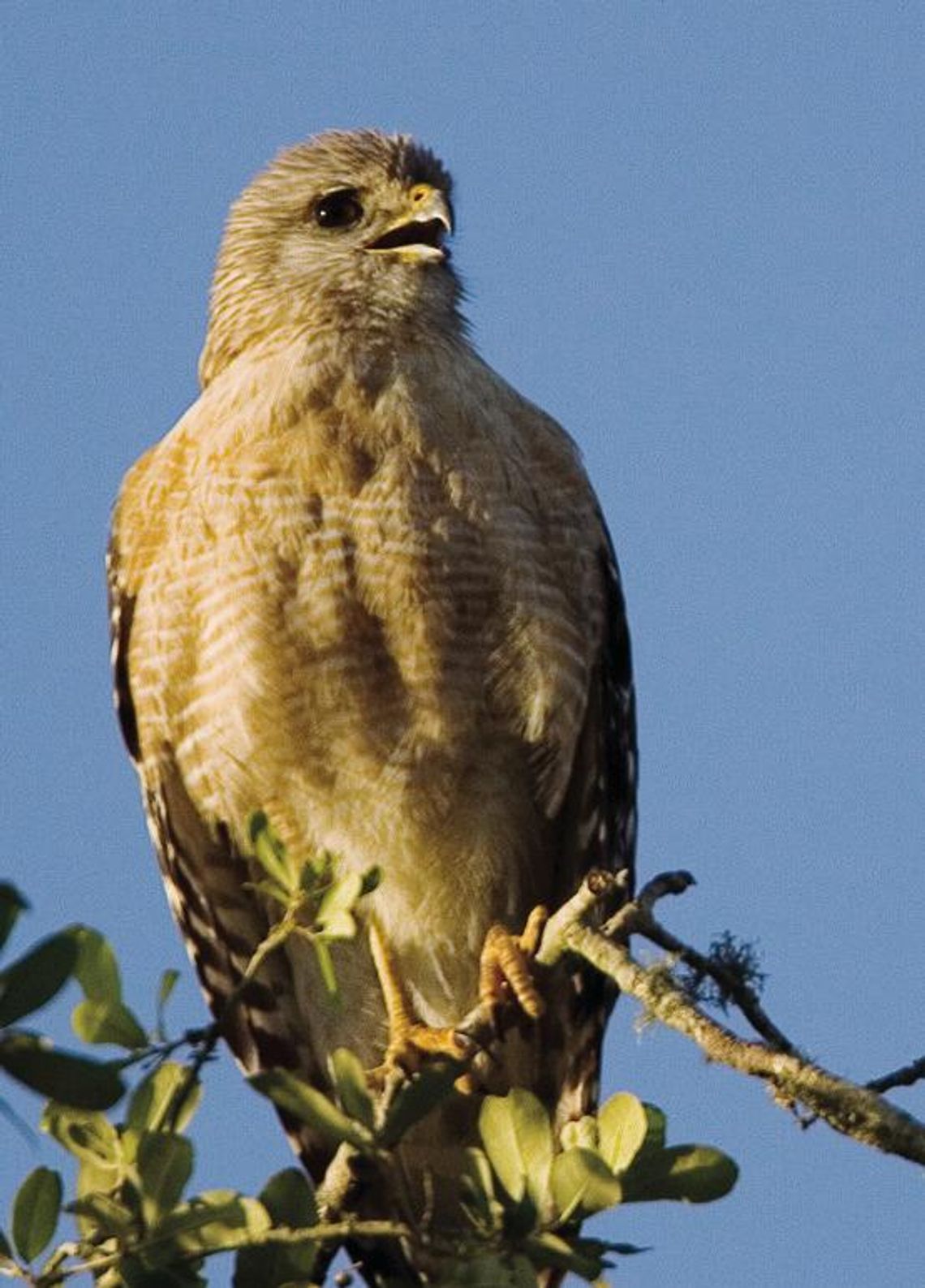 Wimberley Birding Society to present ‘Magical Migration’ at quarterly meeting Nov. 20