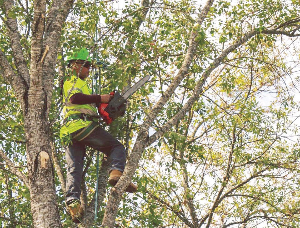 Winter Prep: Don’t forget your trees Winter Prep: Don’t forget your trees